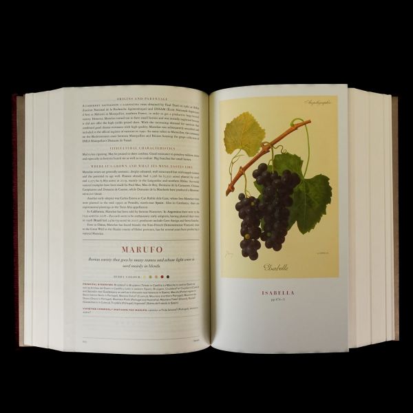 WINE GRAPES, Jancis Robinson-Julia Harding-Jose Vouillamoz, 2012, Ecco, 1242 sayfa, 28x19 cm...